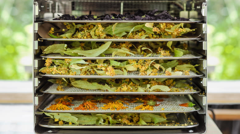 Herbs in a dehydrator