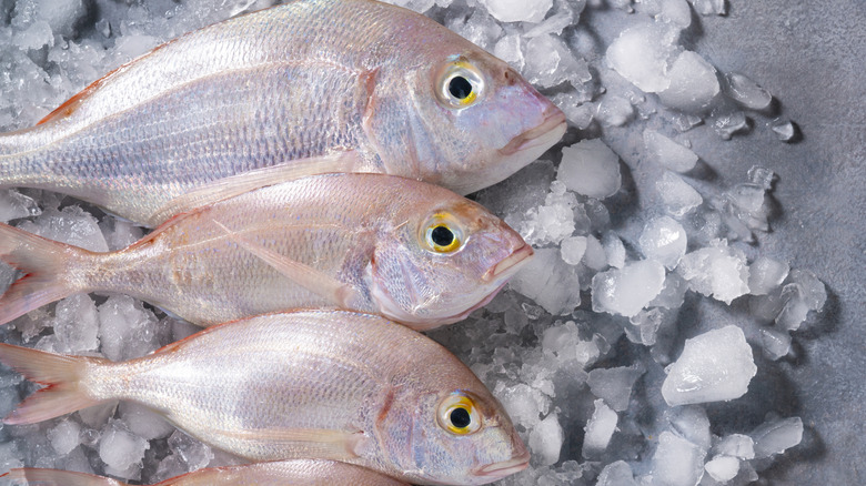 3 whole snapper fish on ice to be sold