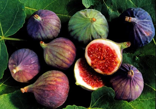 © 2014 Maximilian Stock Ltd./Getty Images, licensed to About.com, Inc. Fresh Figs