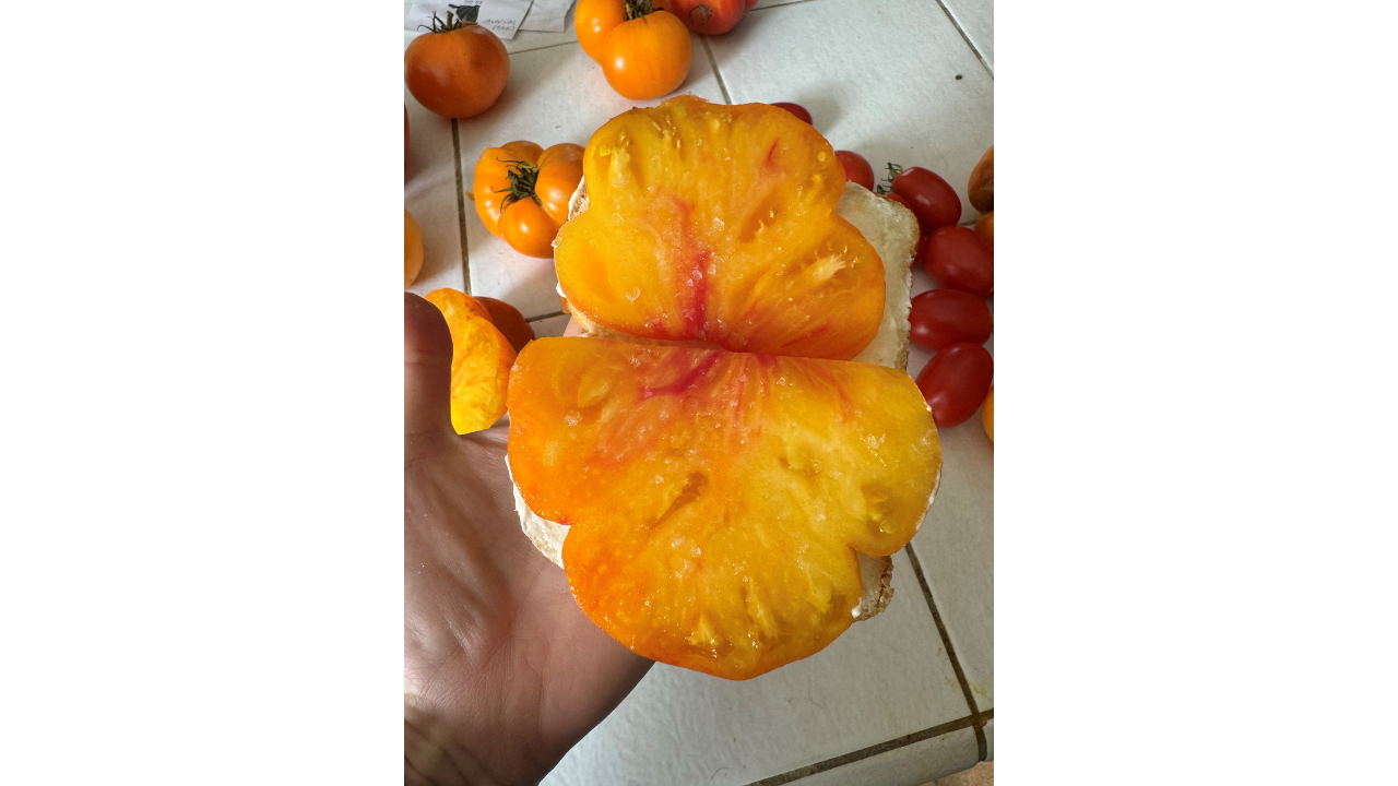 A large orange tomato on a piece of bread