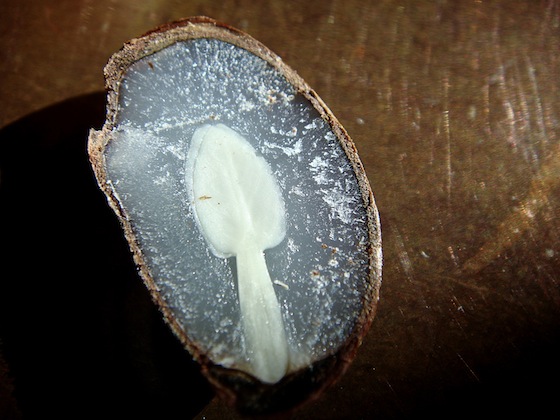Persimmon Seed Split Open Persimmon Seed Split Open with a spoon shape