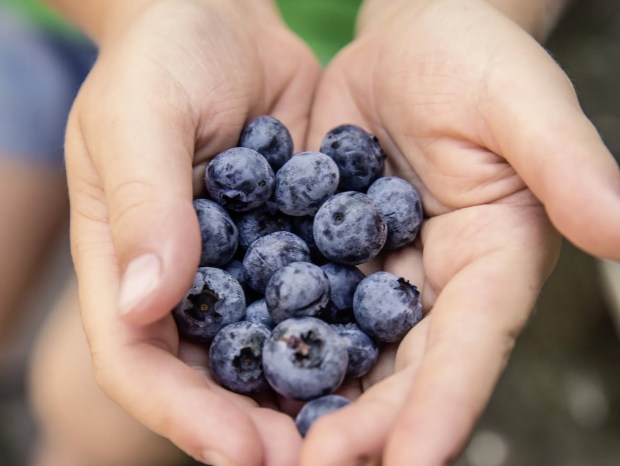 Blueberries are a sweet and tasty late summer treat, and full of nutritious antioxidants. (COURTESY HOLLIS HILLS FARM)