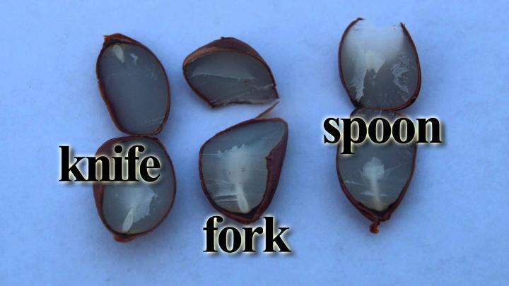 persimmon seed, cut open
