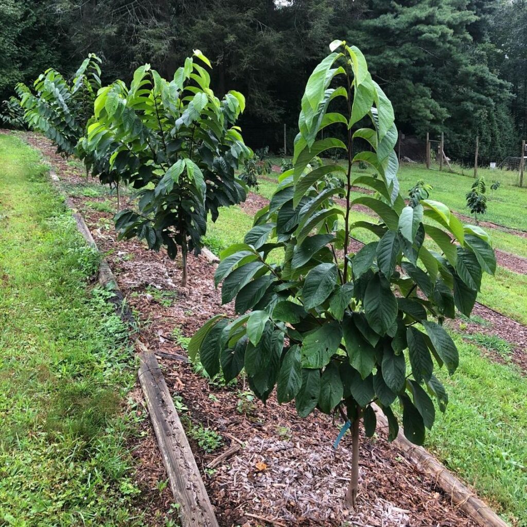pawpaw orchard