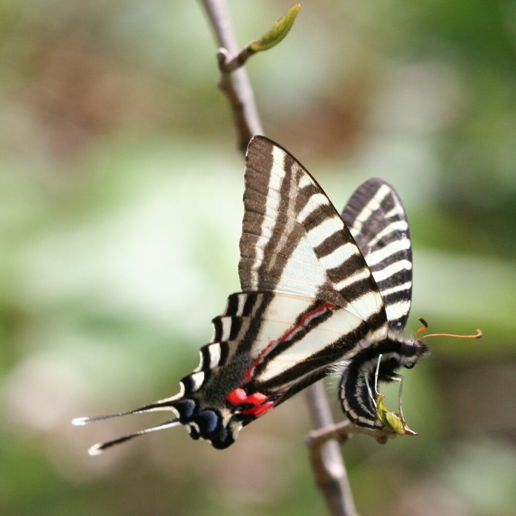 zebra swallowtail